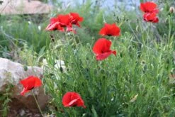 Red Poppy | Flower Seed Grow Kit -Evergreen Plants Shop alaska red poppy garden