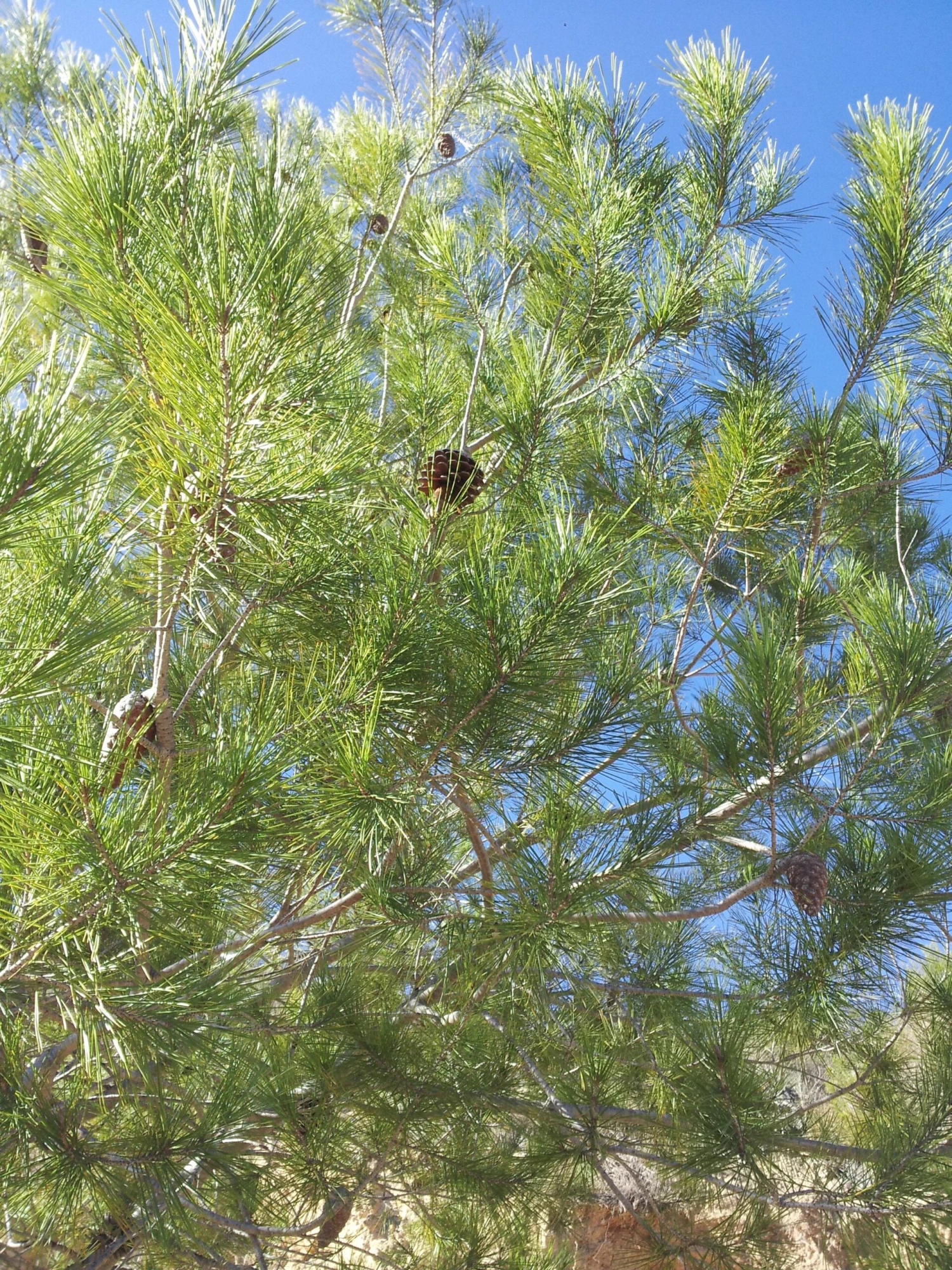 Aleppo Pine | Mini-Grow Kit 5 Aleppo Pine | Mini-Grow Kit - Image 5