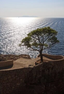 Aleppo Pine | Mini-Grow Kit 12 Aleppo Pine | Mini-Grow Kit -Evergreen Plants Shop aleppo pine scenic 263c351a 373c 4161 81ed cfdfe1eeff38