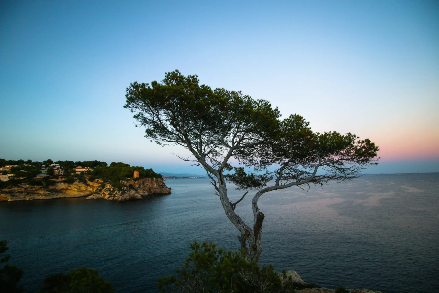 Aleppo Pine | Mini-Grow Kit 4 Aleppo Pine | Mini-Grow Kit - Image 4