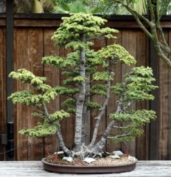 Bonsai Starter | Packaged Live Tree -Evergreen Plants Shop atlas cedar bonsai c224f0f2 63c9 49fd 98f9 727b84ad8c1b