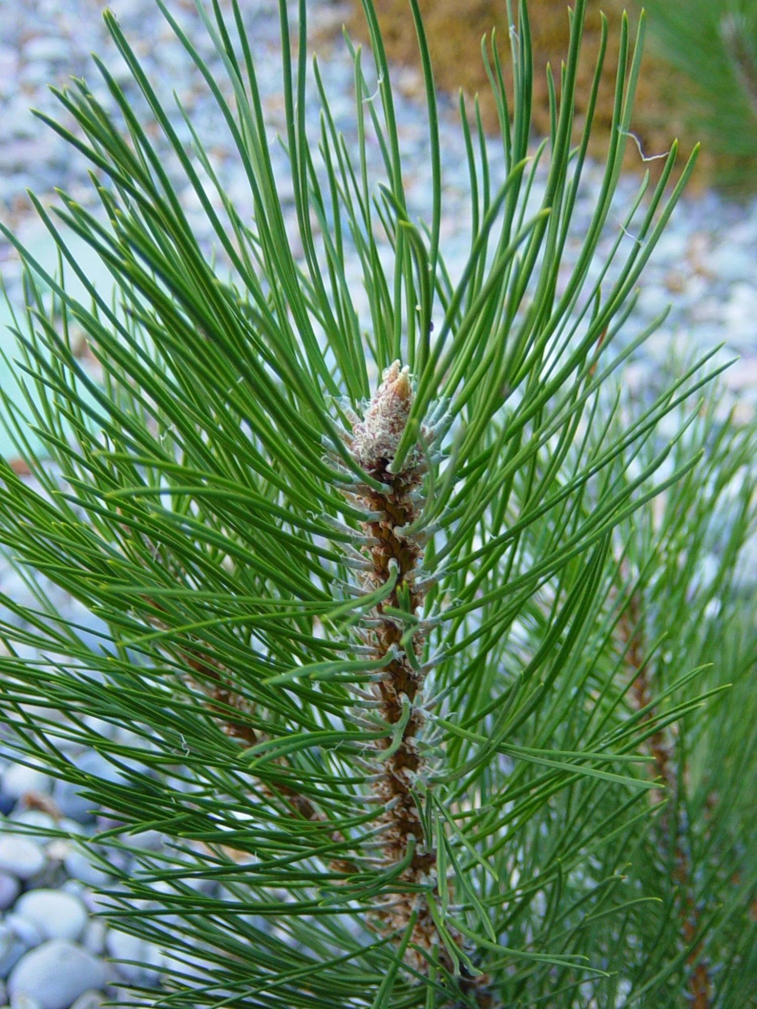 Austrian Black Pine | Mini-Grow Kit 7 Austrian Black Pine | Mini-Grow Kit - Image 7