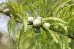 Baldcypress | Small Tree Seedling -Evergreen Plants Shop baldcypress cones c14d7c16 c1cf 453b 8b41 b72099d44a30