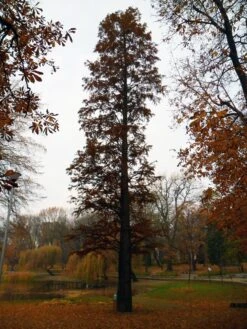 Baldcypress | Small Tree Seedling -Evergreen Plants Shop baldcypress cultivated autumn a2fa1124 afce 441d 8488 027bcd93e970