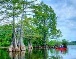 Baldcypress | Bulk Nursery Lots 37 Baldcypress | Bulk Nursery Lots -Evergreen Plants Shop baldcypress kayak small 9f39959a cf53 4f66 8478 99218137599b