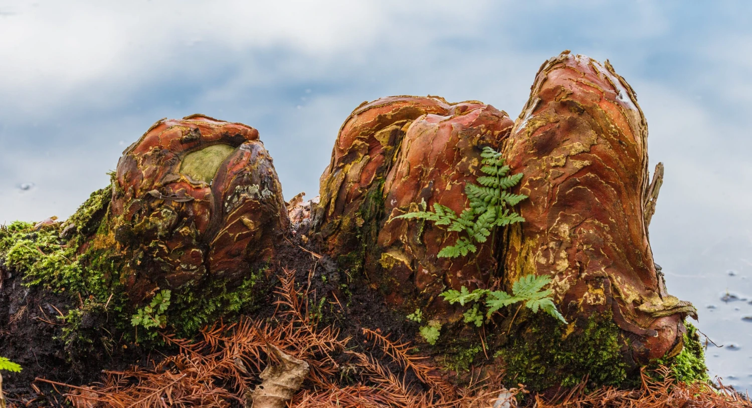 Baldcypress | Bulk Nursery Lots 19 Baldcypress | Bulk Nursery Lots - Image 19