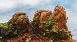 Baldcypress | Small Tree Seedling -Evergreen Plants Shop baldcypress knees macro dada0e14 5f35 43fb 9629 b65c870b3e75