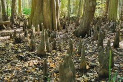 Baldcypress | Small Tree Seedling -Evergreen Plants Shop baldcypress knees 7fcf692f cca5 4c3a 8833 b76f26fe621f