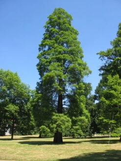 Baldcypress | Bulk Nursery Lots 39 Baldcypress | Bulk Nursery Lots -Evergreen Plants Shop baldcypress landscape 4641d1a2 ee3d 4de2 8cb5 d8679f2b81ec