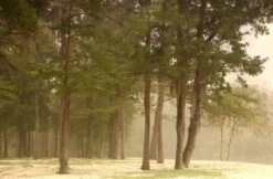 Baldcypress | Small Tree Seedling -Evergreen Plants Shop baldcypress misty 4efdecda dd86 471b b12c 5f1198ddcafe