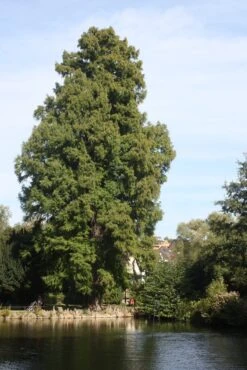 Baldcypress | Small Tree Seedling -Evergreen Plants Shop baldcypress pond 5397bed9 ead2 4f2e 85b8 1c0d69a39adc