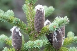 Living Christmas Tree | Balsam Fir -Evergreen Plants Shop balsam fir cones 460451ef 8edd 4534 ad88 1b128fee26ba
