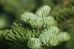 Christmas Tree | Seed Grow Kit -Evergreen Plants Shop balsam fir needles 11a64602 f143 444d 8ae8 bbd2bdc99e83