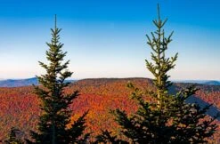 Living Christmas Tree | Balsam Fir -Evergreen Plants Shop balsam fir scenic 58a5193d 3df7 4e2d 9296 2353f6a25718