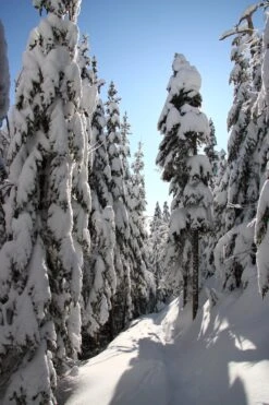 Balsam Fir | Mini-Grow Kit -Evergreen Plants Shop balsam fir snow 5ba43fbf 556f 494d a2ce 5a156135d7bf