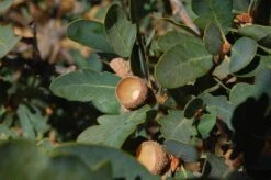 Blue Oak | Large Tree Seedling -Evergreen Plants Shop blue oak lobed acorn