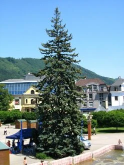 Living Christmas Tree | Blue Spruce -Evergreen Plants Shop blue spruce park d56f9b87 fa2d 475f ae08 30583ef5d7f5