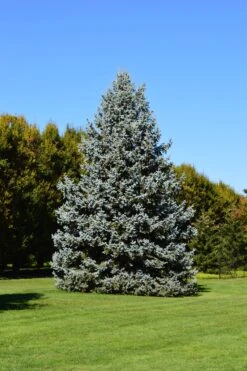 Living Christmas Tree | Blue Spruce -Evergreen Plants Shop blue spruce poland small 02600d49 574d 4927 b0b8 4dc878b0bace
