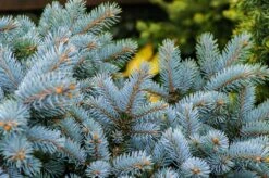 Blue Spruce | Packaged Live Tree -Evergreen Plants Shop blue spruce unsplash needles aa6ec575 d238 42a5 a388 e93b7b7111f2
