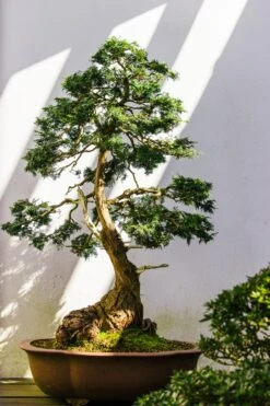 Bonsai Starter | Packaged Live Tree -Evergreen Plants Shop bonsai stock unsplash