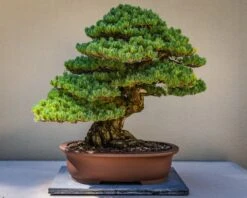 Bonsai Starter | Packaged Live Tree -Evergreen Plants Shop bonsai unsplash 5