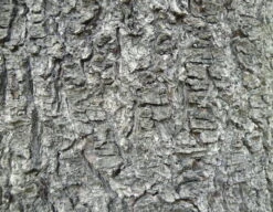 Bosnian Pine | Medium Tree Seedling -Evergreen Plants Shop bosnian pine bark macro 1