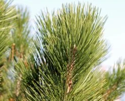 Bosnian Pine | Small Tree Seedling -Evergreen Plants Shop bosnian pine needles