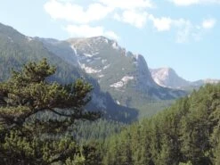 Bosnian Pine | Small Tree Seedling -Evergreen Plants Shop bosnian pine scenic