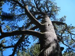 Bosnian Pine | Medium Tree Seedling -Evergreen Plants Shop bosnian pine upward view 1