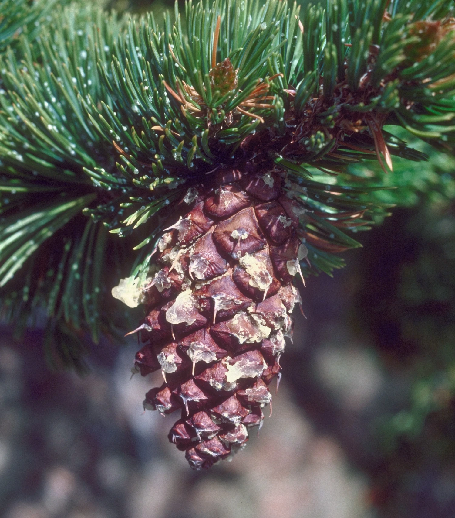 Ancient Bristlecone Pine | Seed Grow Kit 7 Ancient Bristlecone Pine | Seed Grow Kit - Image 7