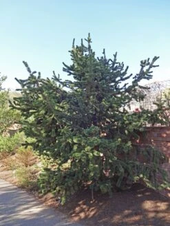 Ancient Bristlecone Pine | Seed Grow Kit 24 Ancient Bristlecone Pine | Seed Grow Kit -Evergreen Plants Shop bristlecone pine aristata cultivated 0252d8a5 e779 47a2 a9f5 6f16dd9d4b1c