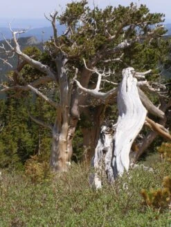 Ancient Bristlecone Pine | Seed Grow Kit 22 Ancient Bristlecone Pine | Seed Grow Kit -Evergreen Plants Shop bristlecone pine aristata gnarled II 99b87ffc 6db3 47d1 9125 3f746ac3656a