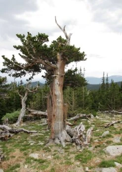 Ancient Bristlecone Pine | Seed Grow Kit 25 Ancient Bristlecone Pine | Seed Grow Kit -Evergreen Plants Shop bristlecone pine aristata gnarled 2549e655 fb0f 4773 9725 0b2c2ef6916c