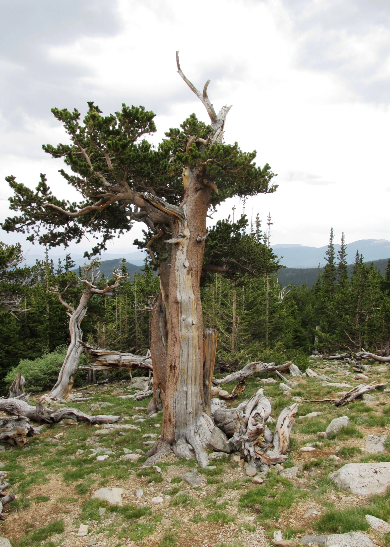 Ancient Bristlecone Pine | Seed Grow Kit 6 Ancient Bristlecone Pine | Seed Grow Kit - Image 6