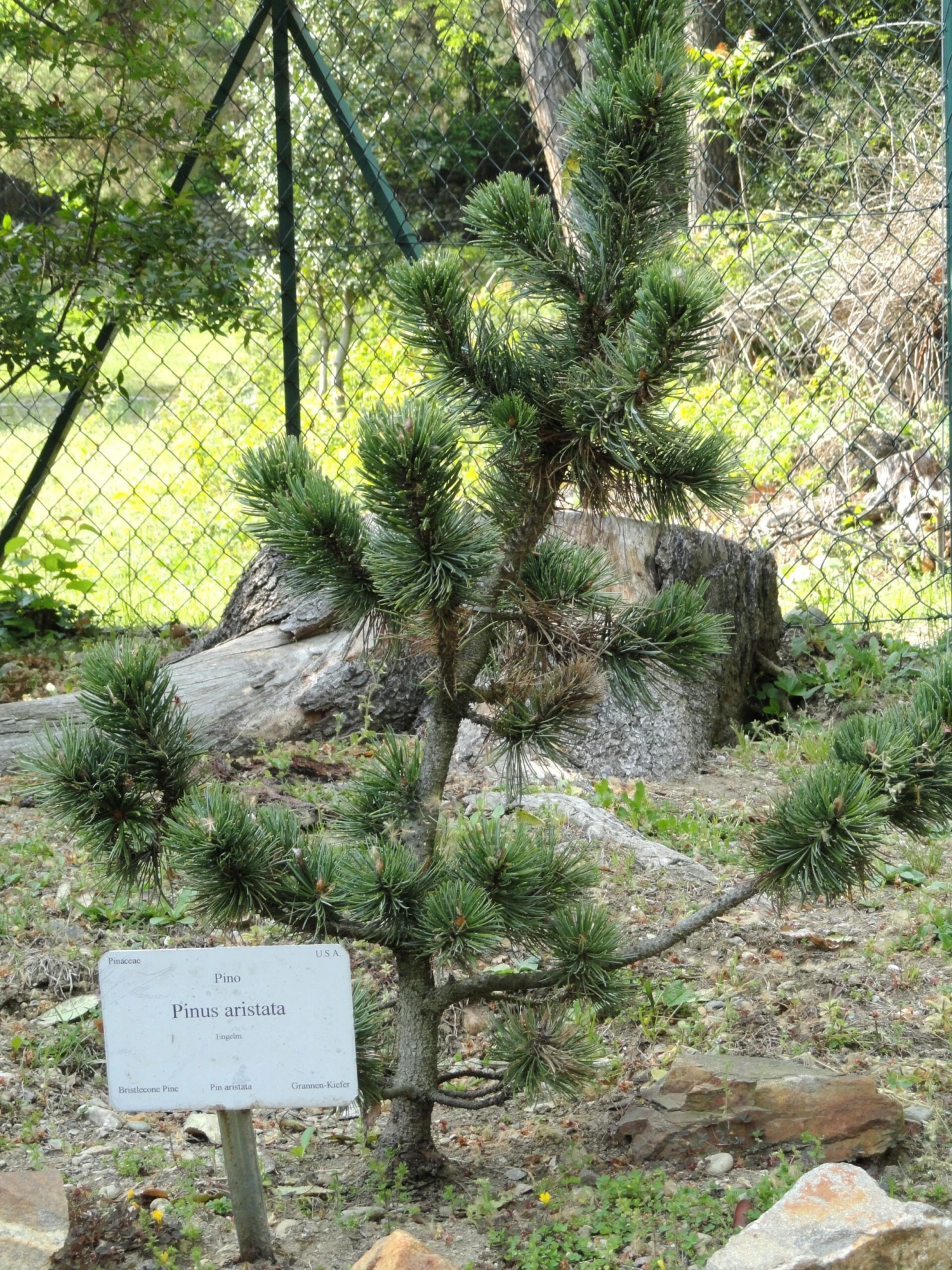 Ancient Bristlecone Pine | Seed Grow Kit 4 Ancient Bristlecone Pine | Seed Grow Kit - Image 4
