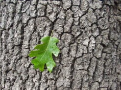 California Black Oak | Medium Tree Seedling -Evergreen Plants Shop ca black oak leaf