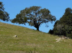 Coast Live Oak | Medium Tree Seedling -Evergreen Plants Shop ca live oak