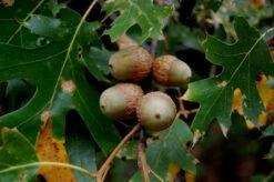 California Black Oak | Medium Tree Seedling -Evergreen Plants Shop california black oak acorns