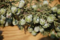 California Juniper | Mini-Grow Kit -Evergreen Plants Shop california juniper berries