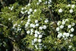 California Juniper | Mini-Grow Kit -Evergreen Plants Shop california juniper berries II