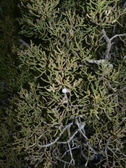 California Juniper | Mini-Grow Kit -Evergreen Plants Shop california juniper night foliage