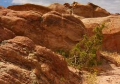 California Juniper | Mini-Grow Kit -Evergreen Plants Shop california juniper rocks