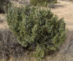 California Juniper | Mini-Grow Kit -Evergreen Plants Shop california juniper small