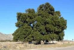 Coast Live Oak | Medium Tree Seedling -Evergreen Plants Shop california live oak form