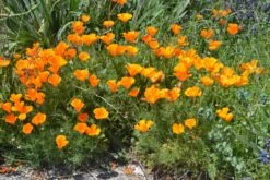 California Poppy | Flower Seed Grow Kit -Evergreen Plants Shop california poppy garden
