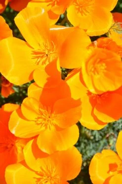 California Poppy | Flower Seed Grow Kit -Evergreen Plants Shop california poppy unsplash aerial blooms