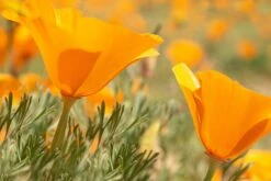 California Poppy | Flower Seed Grow Kit -Evergreen Plants Shop california poppy unsplash closeup