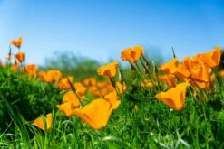 California Poppy | Flower Seed Grow Kit -Evergreen Plants Shop california poppy unsplash field 2