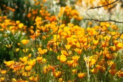 California Poppy | Flower Seed Grow Kit -Evergreen Plants Shop california poppy unsplash garden
