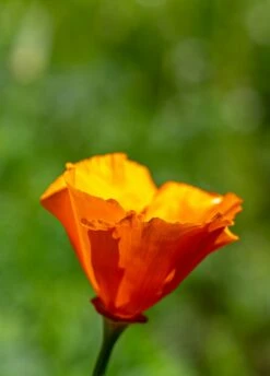 California Poppy | Flower Seed Grow Kit -Evergreen Plants Shop california poppy unsplash macro